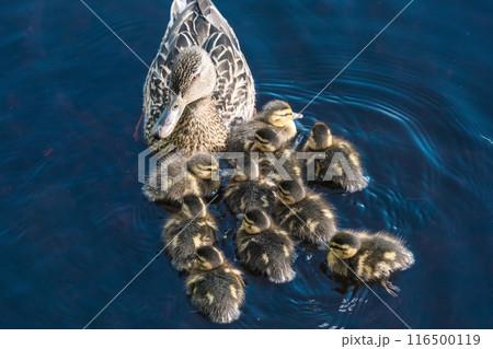Mallard duck with duclkings swimming in the lake, blue water background. Mallard duck with duclkings swimming in the lake, blue water background. 116500119