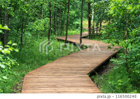 wooden walkway on an educational nature trail in the forest wooden walkway on an educational nature trail in the forest 116500248
