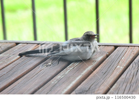 ハクセキレイの幼鳥 ハクセキレイの幼鳥 116500430
