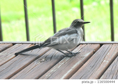 ハクセキレイの幼鳥 ハクセキレイの幼鳥 116500444