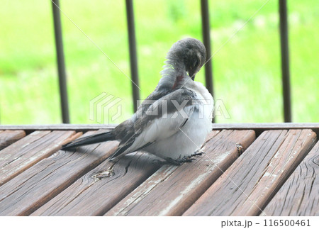 ハクセキレイの幼鳥 116500461
