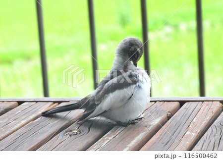 ハクセキレイの幼鳥 116500462