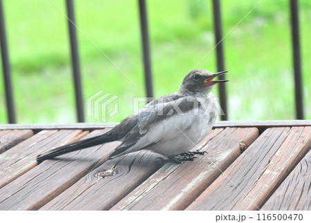 ハクセキレイの幼鳥 ハクセキレイの幼鳥 116500470
