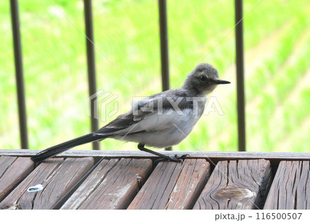 ハクセキレイの幼鳥 ハクセキレイの幼鳥 116500507