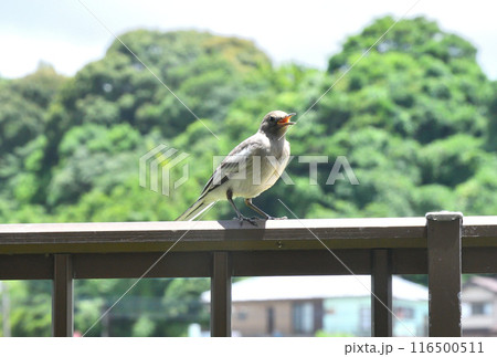 ハクセキレイの幼鳥 116500511