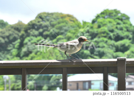 ハクセキレイの幼鳥 116500513