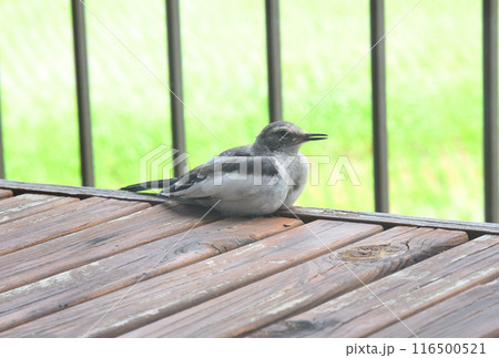ハクセキレイの幼鳥 116500521