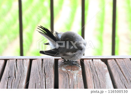 ハクセキレイの幼鳥 116500530