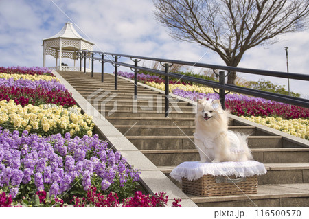 ストックの花とポメラニアン ストックの花とポメラニアン 116500570