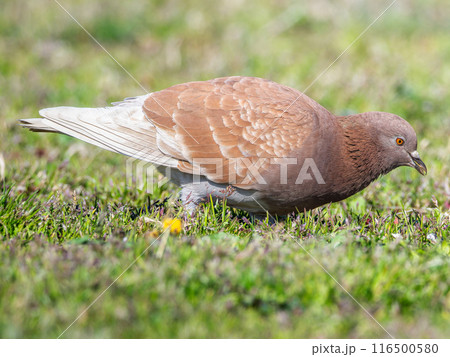 地面を歩くドバト 116500580
