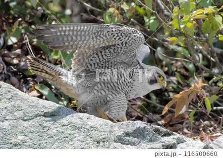 岩場で風を待つハヤブサ成鳥 岩場で風を待つハヤブサ成鳥 116500660