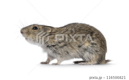 Steppe vole on white background 116500821