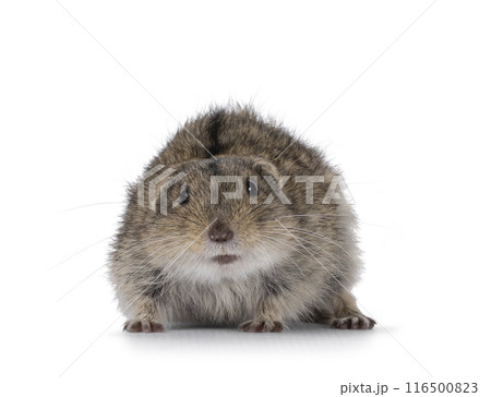 Steppe vole on white background 116500823