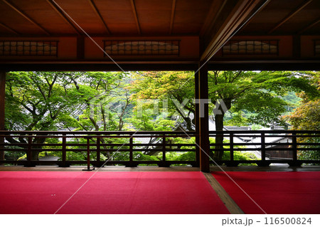 青もみじが美しい京都府長岡京市 楊谷寺上書院 116500824