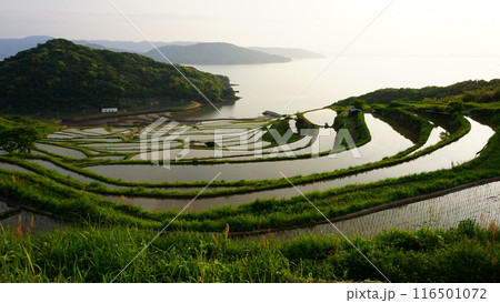 長崎県松浦市の土谷棚田 116501072