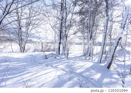 雪の積もった森の道　蒜山高原 116501094