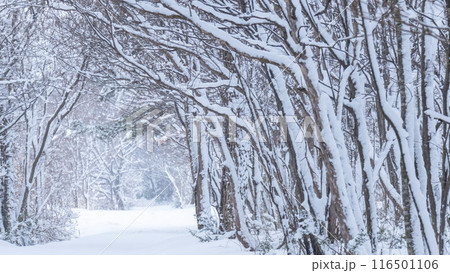 雪の積もった森の道 蒜山高原 雪の積もった森の道 蒜山高原 116501106