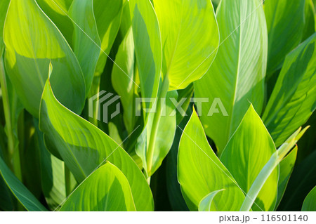 Canna plant in the garden Canna plant in the garden 116501140