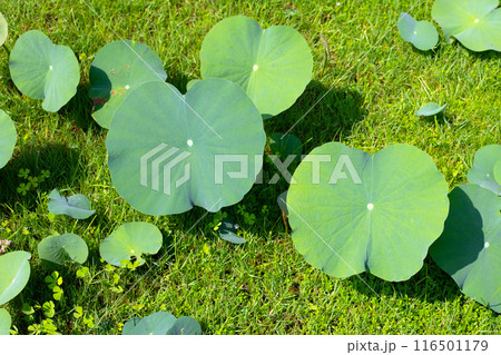 Green leaves of lotus flower 116501179