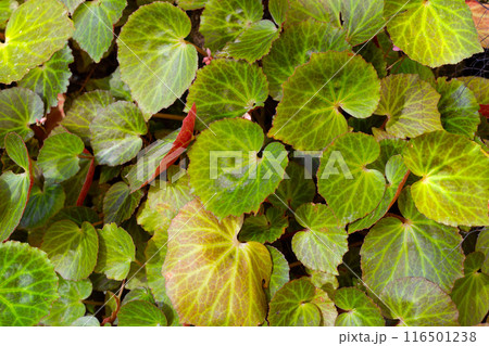 Begonia chlorneura leaves in the garden 116501238