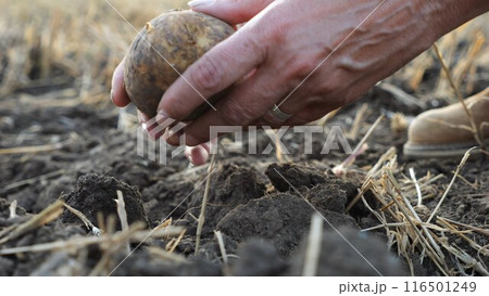 Female hands of agronomist picking potato at field on summer day. Adult arms of a farmer examining harvest stained with ground at meadow. Concept of agricultural business. Close up Slow motion 116501249