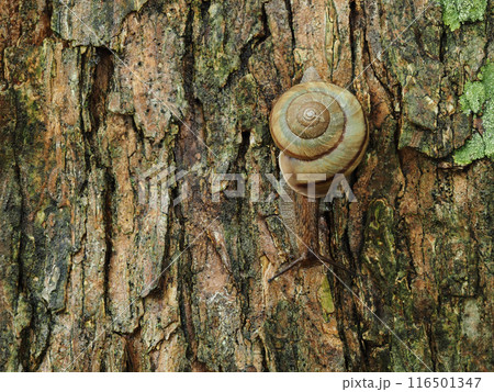 夏の森の木の上にいる可愛いカタツムリの様子 116501347