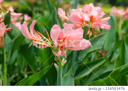 Pink canna flower in the garden 116501476