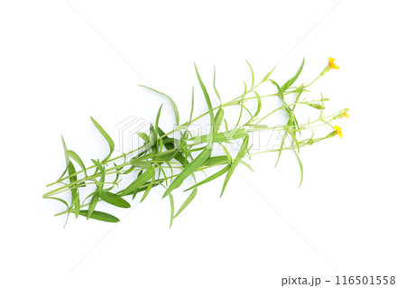 Fresh tarragon on white background. 116501558