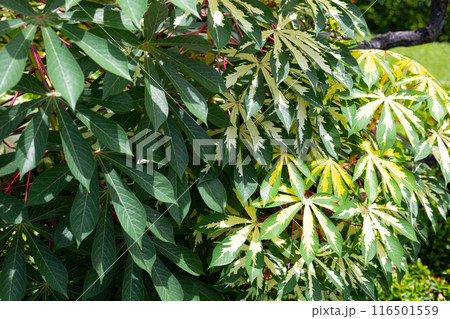Cassava plant (Manihot esculenta). Green and yellow leaves 116501559