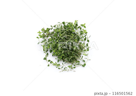 Fresh lemon thyme on white background. Fresh lemon thyme on white background. 116501562