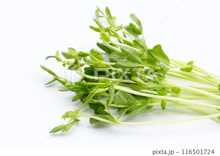 Pea Sprouts on white background. Pea Sprouts on white background. 116501724