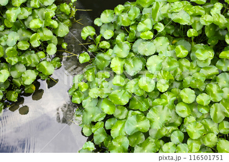 Gotu kola, Asiatic pennywort, Indian pennywort. Water plant in the pond Gotu kola, Asiatic pennywort, Indian pennywort. Water plant in the pond 116501751