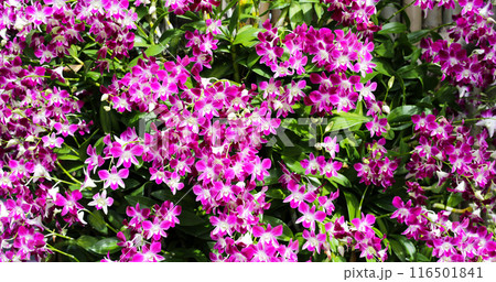 Beautiful purple orchid flowers. Flower background. Beautiful purple orchid flowers. Flower background. 116501841