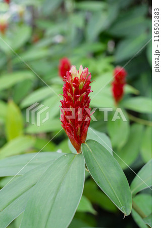Indian head ginger, Costus speciosus Indian head ginger, Costus speciosus 116501883