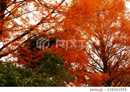 カラー　紅葉　植物　秋　公園　（2024年7月登録） 116501959