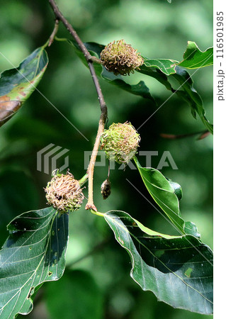 獅子ヶ鼻湿原 秋田県 獅子ヶ鼻湿原 秋田県 116501985