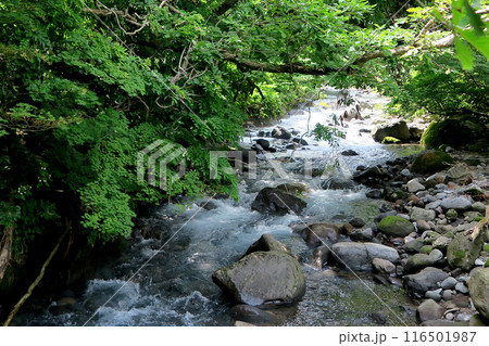 獅子ヶ鼻湿原 秋田県 獅子ヶ鼻湿原 秋田県 116501987