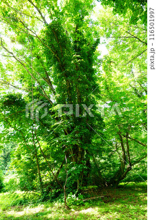 獅子ヶ鼻湿原　秋田県 116501997