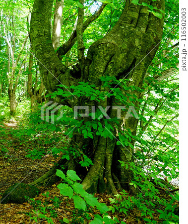 獅子ヶ鼻湿原　秋田県 116502003