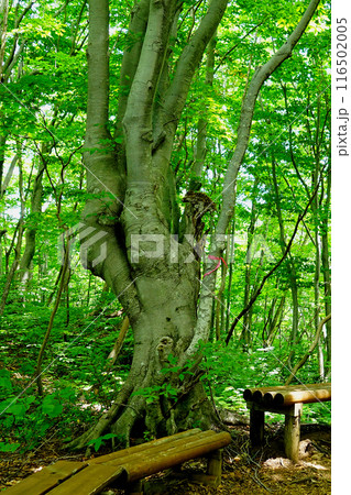 獅子ヶ鼻湿原　秋田県 116502005