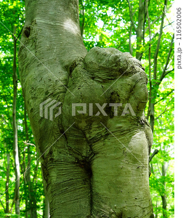 獅子ヶ鼻湿原　秋田県 116502006