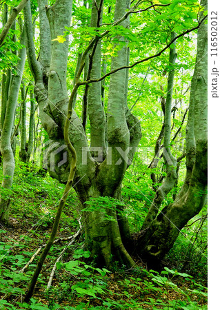 獅子ヶ鼻湿原 秋田県 獅子ヶ鼻湿原 秋田県 116502012