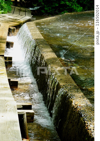 獅子ヶ鼻湿原　秋田県 116502014