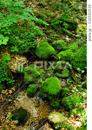 獅子ヶ鼻湿原 秋田県 獅子ヶ鼻湿原 秋田県 116502016