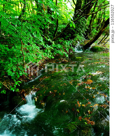 獅子ヶ鼻湿原　秋田県 116502027