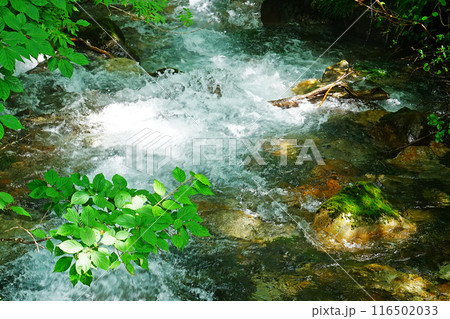 獅子ヶ鼻湿原　秋田県 116502033