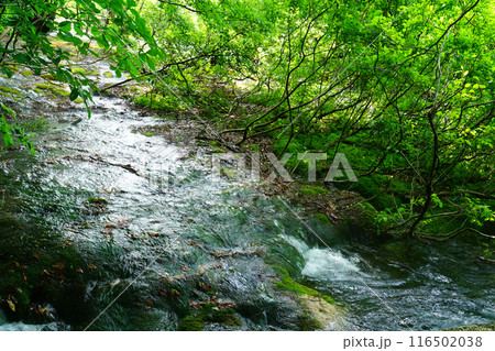獅子ヶ鼻湿原 秋田県 獅子ヶ鼻湿原 秋田県 116502038