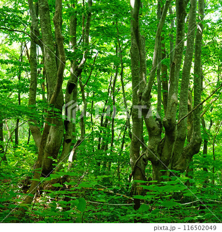 獅子ヶ鼻湿原　秋田県 116502049