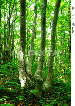 獅子ヶ鼻湿原　秋田県 116502050