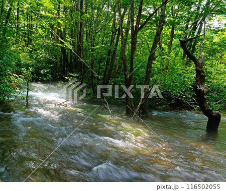獅子ヶ鼻湿原　秋田県 116502055